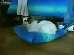 Preto Cro BigD fodendo grandes o melhor porno americano mamas loiras